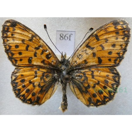 Boloria selene (Denis & Schiffermüller, 1775) Dostojka selene Czech86f
